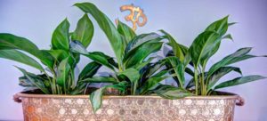 Banner Yoga Daily Mount Pleasant